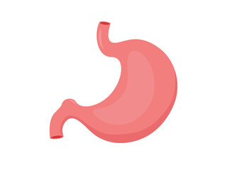 Healthy human stomach. Internal organ, anatomy illustration