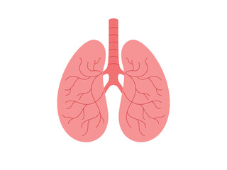 Healthy lungs not damaged by smoking, Human internal organ, anatomy, body part