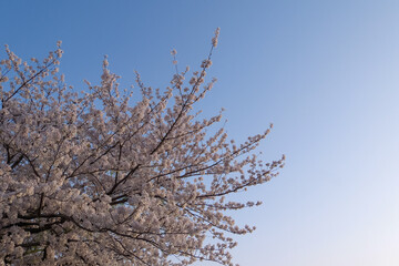日本の京都鴨川沿いの夕映えの桜