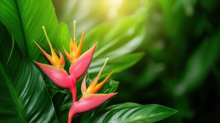 Tropical flowers blooming in jungle vibrant heliconia display