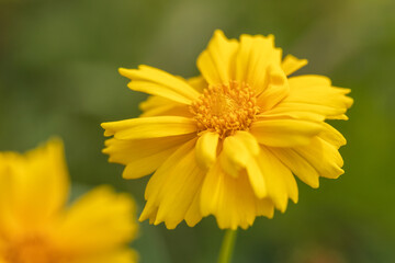 lanceleaf coreopsis