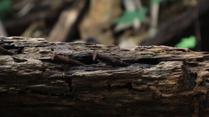 Close-up of a textured tree trunk, its bark illuminated by the warm light of day.