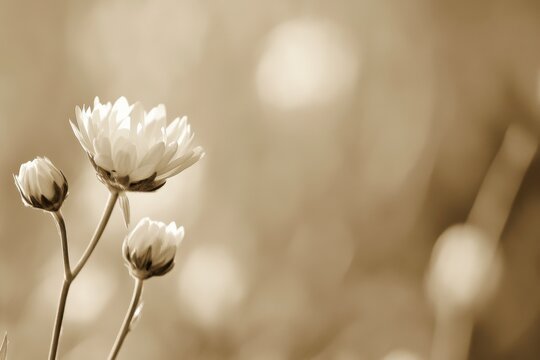 white poppy flowers