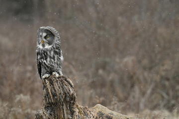 Majestic Great Grey Owl Perched on a Tree Stump in Winter