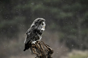 Majestic Great Grey Owl Perched on a Tree Stump in Winter