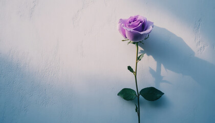 minimalist composition of single purple rose against textured wall, evoking sense of calm and beauty. soft shadows enhance its delicate features