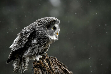 Majestic Great Grey Owl Perched on a Tree Stump in Winter