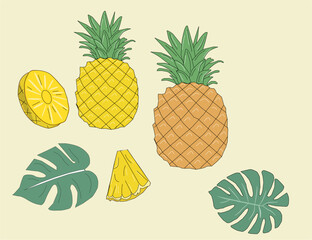 Set of pineapple fruits. Pineapple vector. Pineapple exotic tropical fruit as name Ananas comosus. Whole pineapple with leaves and pineapple slices and a half. 