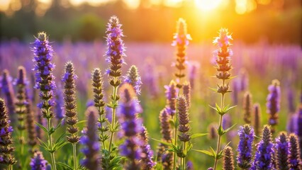 Fototapeta premium Hyssop blooms in a field with a warm sunlight background , natural, summer, natural, summer, wildflowers, flora