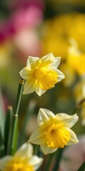 Bright yellow daffodils bloom in a vibrant garden during springtime, showcasing nature's beauty and renewal