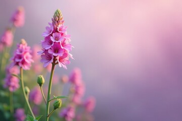 Obraz premium Pastel pink flowers in clusters on a tall stem, purple petals, wildflowers