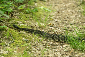 Large Rattlesnake Crosses Trail in Shenandoah