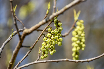 キブシ　Stachyurus praecox