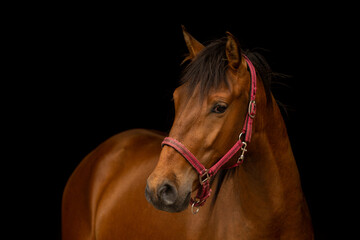 Obraz premium Black shot portrait of a young bay brown lusitano stallion