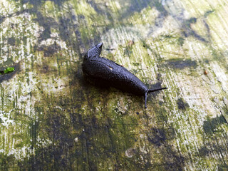 The black slug, Arion ater, also known as black arion, is a large terrestrial gastropod mollusk in the family Arionidae, the round back slugs.