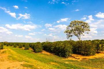 Fototapeta premium Coffee plantation with a tree called embaúba, in the coffee plantation.