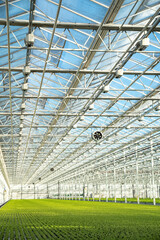 Fototapeta premium Lettuce in modern greenhouse with automated irrigation, climate control. Precise watering, humidity maintenance for optimal crop health, efficient agriculture technology, sustainable farming