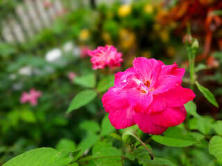 Fototapeta premium Closeup of a Vibrant Pink Rose in a Garden