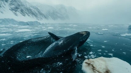 Fototapeta premium A dramatic encounter of a whale surfacing near a fishing net in icy waters, showcasing the fragility of polar ecosystems,