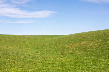 Rolling Grass Meadow