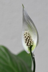 Spathiphyllum wallisii or Peace Lily, Spathe Flower, White Sails, commonly called Moses' Cradle