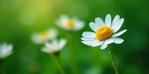 Fototapeta premium Delicate white flowers unfolding on a green stem, nature, flower, chamomile