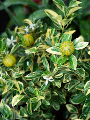 Variegated citrus kumquat