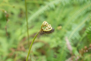 close up of caterpillar on unique leaf