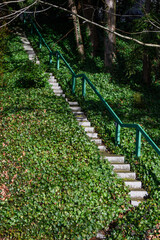 Fototapeta premium Sunny winter hillside covered in English Ivy, invasive plant, with a long set of cement steps with green metal railing on one side, nice day in fresh air and nature 