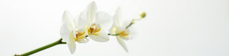 Obraz premium Delicate white dendrobium orchid stem on white background, plant, flower, simple