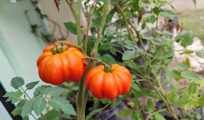 orange Beefsteak tomato (Solanum lycopersicum) hanging on the branch. Ripe tomato in the garden