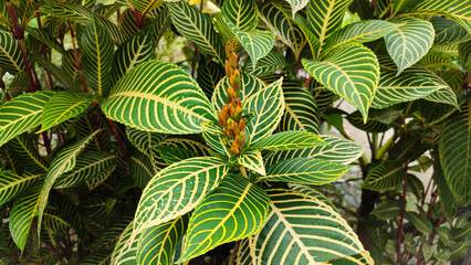 Cacak gading (Sanchezia speciosa), a plant with unique color of leaves. unique leaves with green and yellow color © VerraWidhi