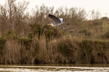 Portrait of a grey heron building its nest outdoors, Ardea cinerea
