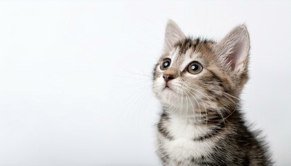 Obraz premium ひょっこり顔を出す子猫と白背景が生む、軽やかな春の空気 