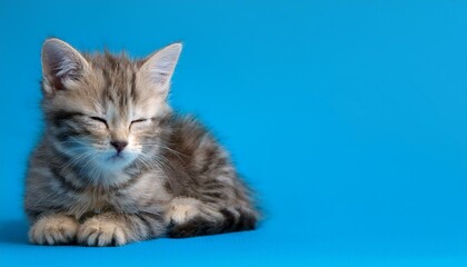 Fototapeta premium 明るいブルーの背景にそっと丸くなる子猫が描く春の静寂 