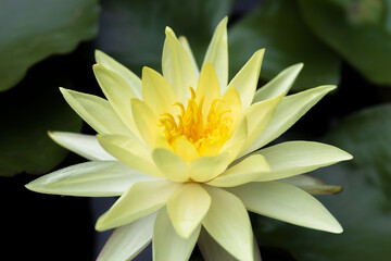 water lily