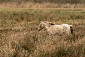 Camargue horses at the countryside of the Camargue, france, in early spring