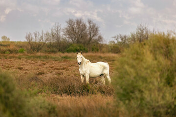 Obraz premium Camargue horses at the countryside of the Camargue, france, in early spring