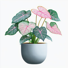 Obraz premium Pink Caladium in Pot: A vibrant Caladium plant with its signature pink and green heart-shaped leaves flourishes in a light blue pot, showcasing its tropical beauty.