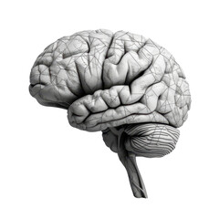 Fototapeta premium detailed illustration of human brain showcasing intricate textures and patterns, symbolizing intelligence and thought processes