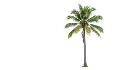 palm tree on white background PNG,.,,