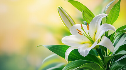 Fototapeta premium Elegant white lily blooming in garden, symbol of Palm Sunday