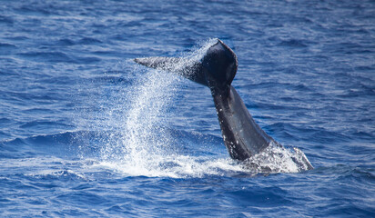 Humpback whale tail throwing a trail of water high into the air in Hawaii