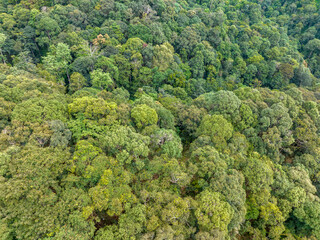Tropical forests can absorb large amounts of carbon dioxide from the atmosphere through...