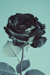 Striking Black Rose Blossoms on Light Green Vines Against Pure Blue Background