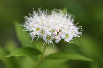 Japanese meadowsweet