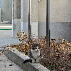 내가 찍은 귀여운 고양이