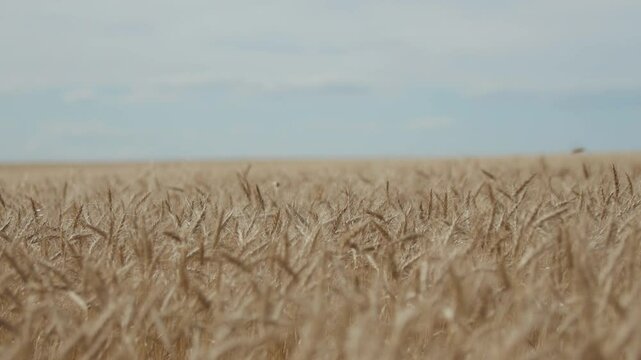 Ripe wheat fields in Alberta's Kneehill County on August 20, 2024.