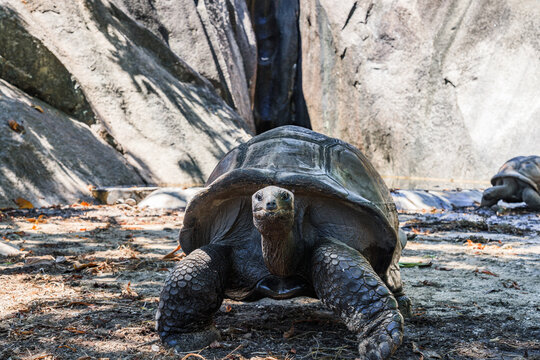 Aldabra giant tortoise, La Digue, Seychelles