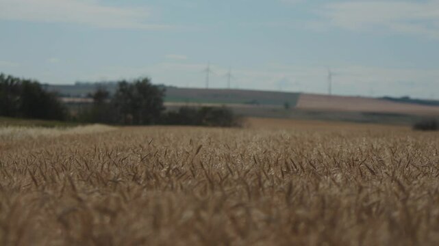 Windmills operate in the background of ripe wheat fields in Alberta's Kneehill County Ghost Pine Wind Energy Centre on August 20, 2024.